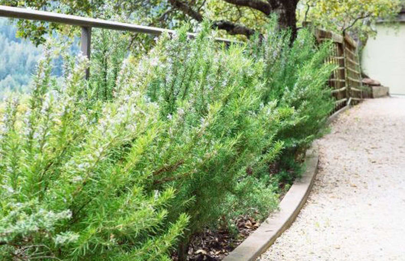 Grow at home how to grow rosemary the best way