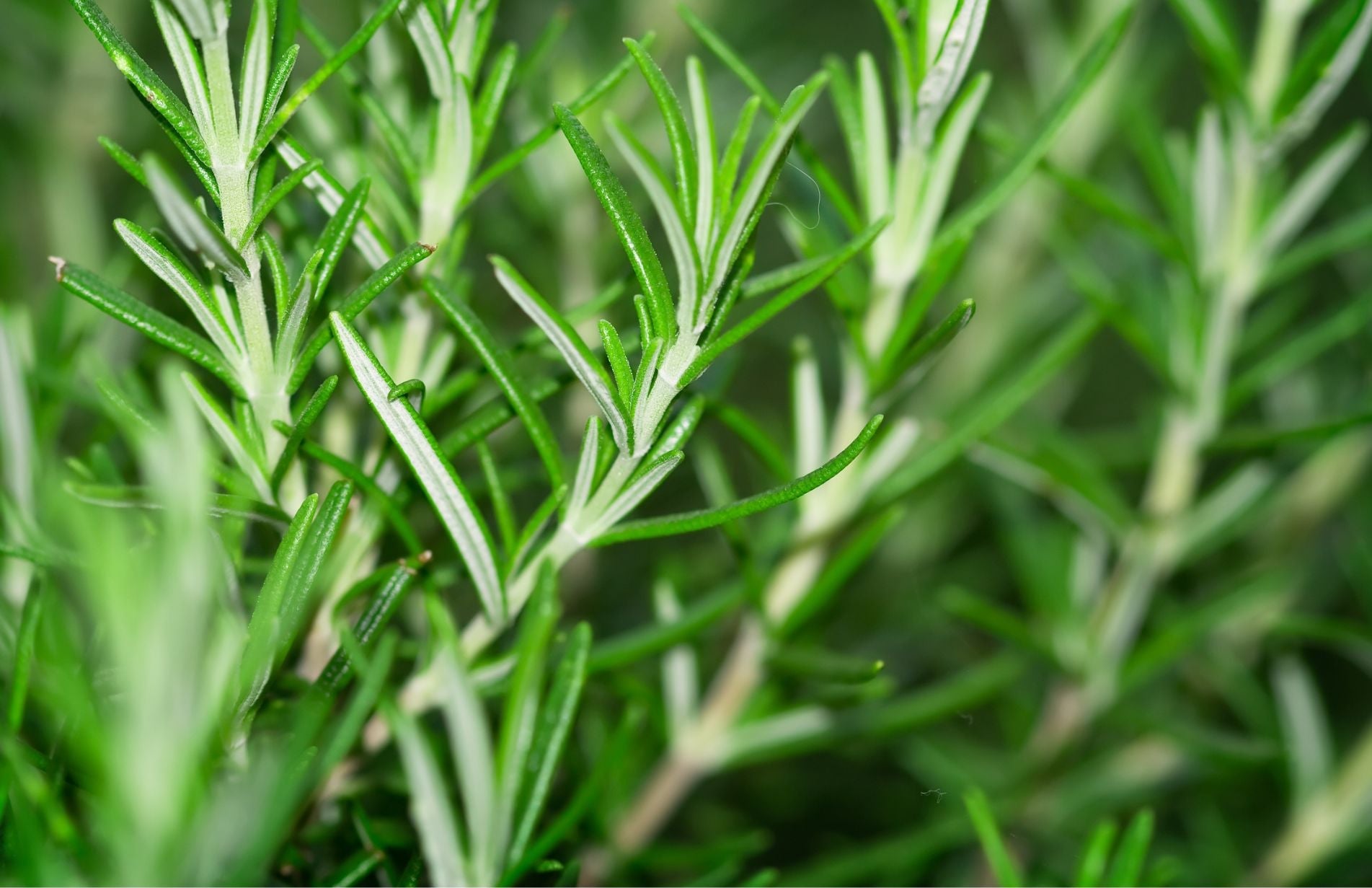 How to Grow Rosemary from cuttings in the UK