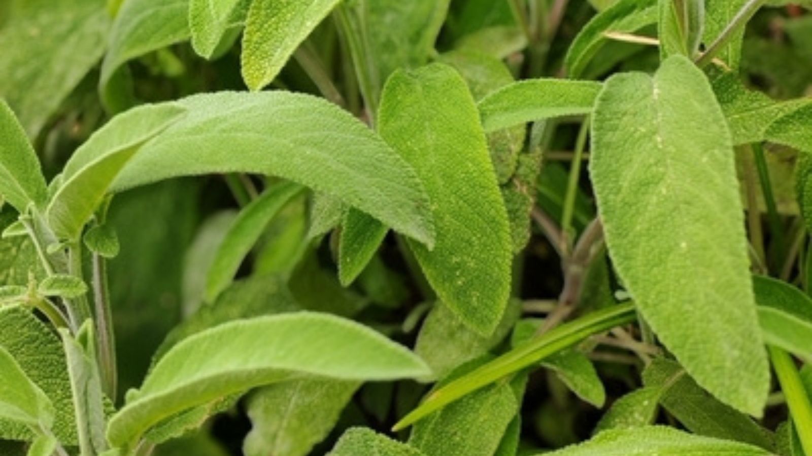 How to Grow Sage from seed or cuttings in the UK