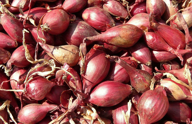 How to grow shallots - whats the best way to grow banana shallots