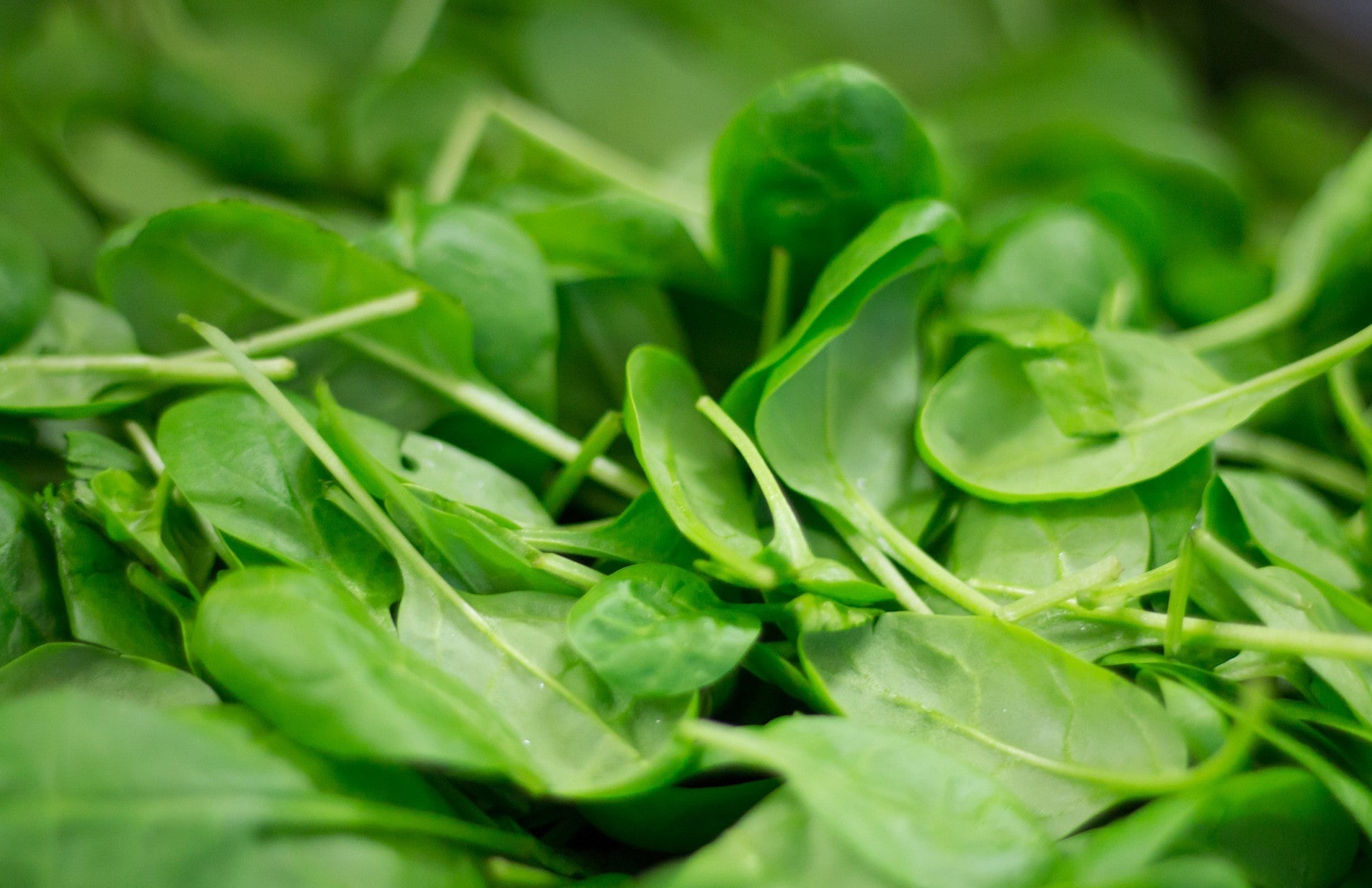 haxnicks- how to grow spinach-grow at home- easy spinach growing