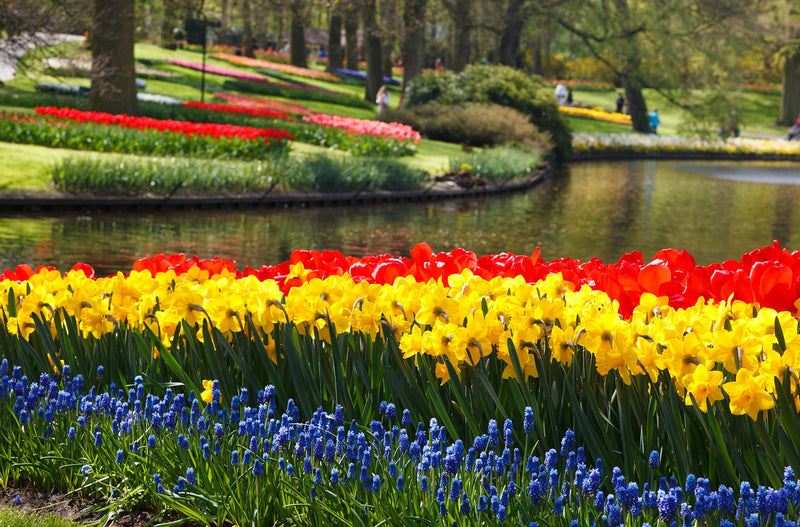 Haxnicks-spring bulbs grow guide- spring flowers- how to grow spring bulbs