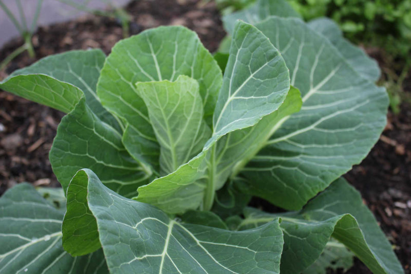 Haxnicks gardening advice how to grow spring cabbages the best way
