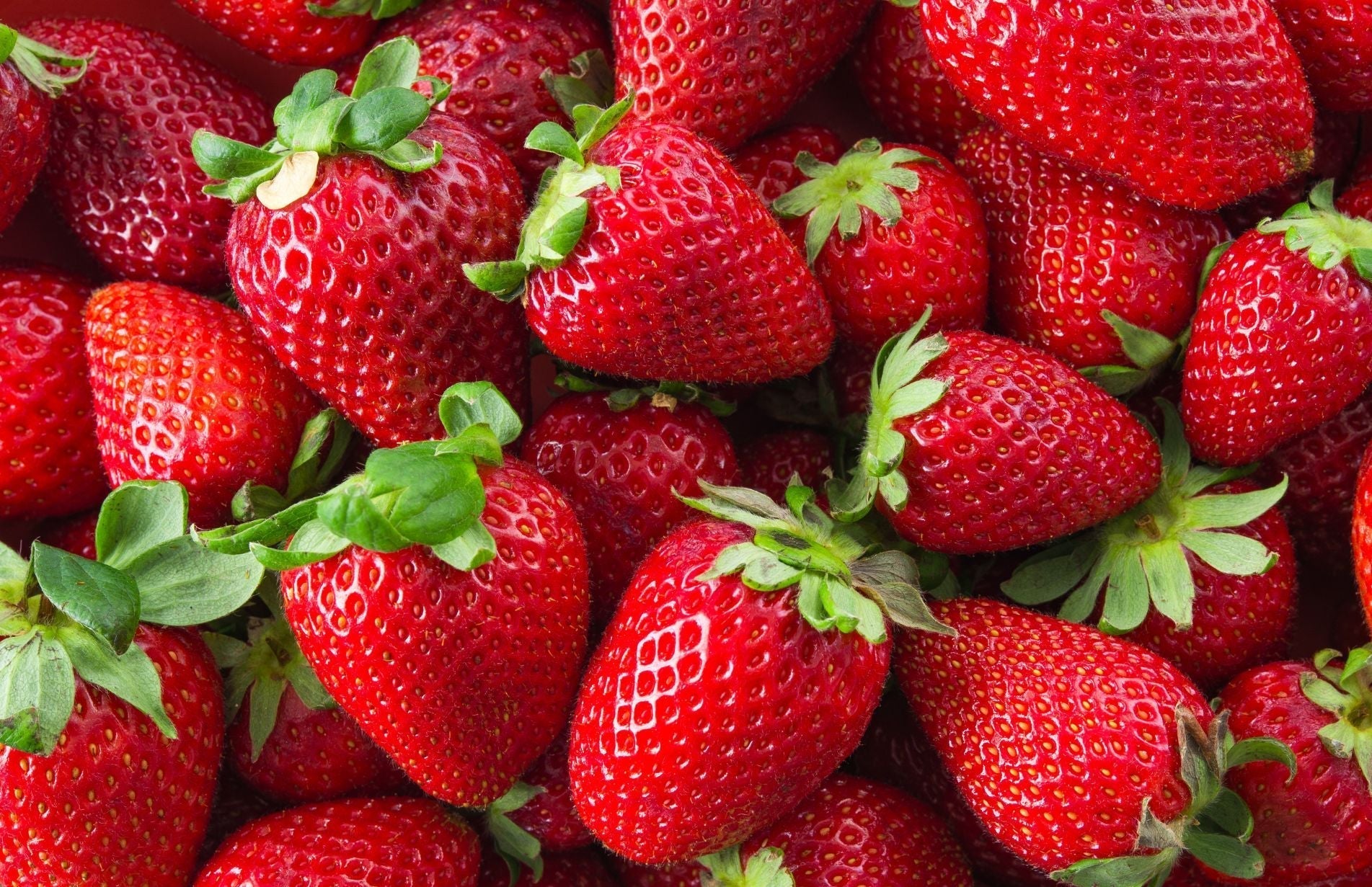 How to Grow Strawberries from Seeds or Runners