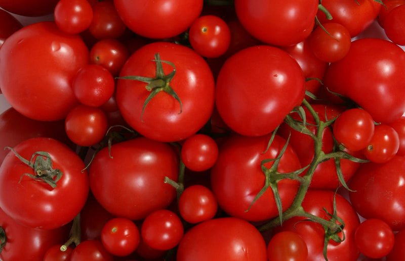 Haxnicks gardening advice how to grow tomatoes the best way