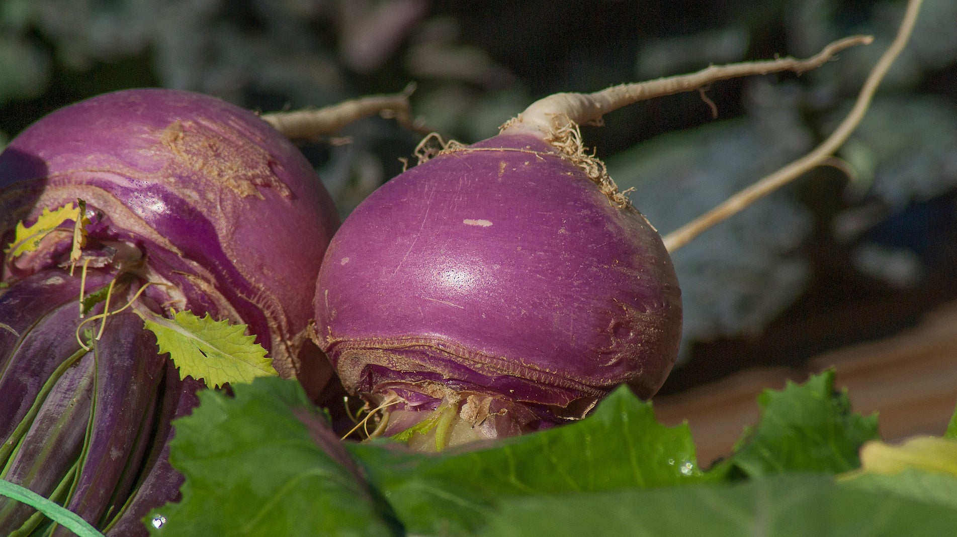 haxnicks- grow at home- how to grow turnips- turnip growing tips