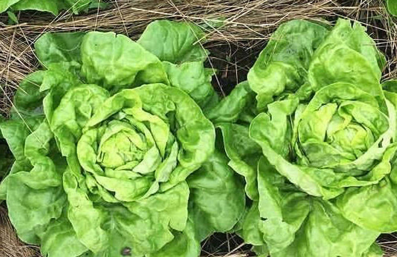 How to grow winter salad, the best way to grow winter salad leaves