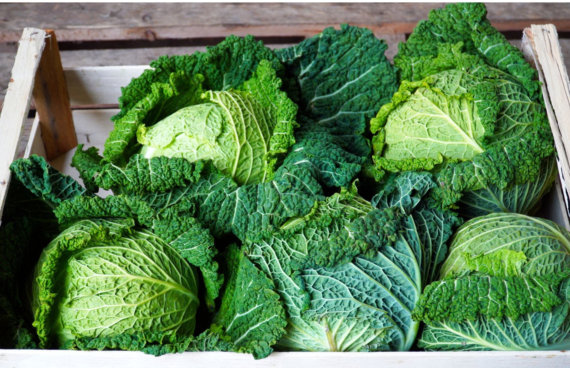 haxnicks- grow at home- winter Vegetable planting- what plants to grow in winter