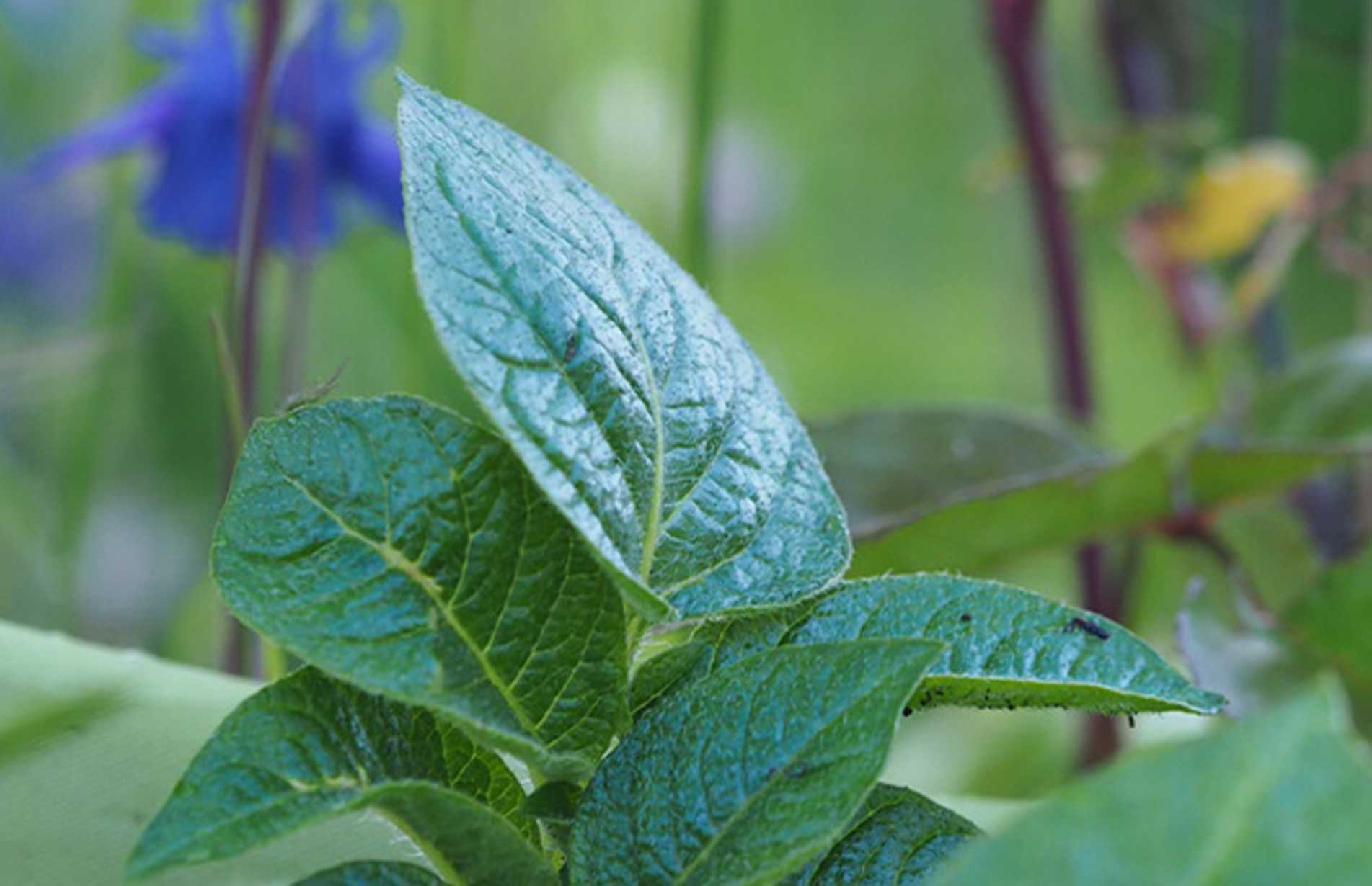 Haxnicks gardening advice how to grow potatoes in containers