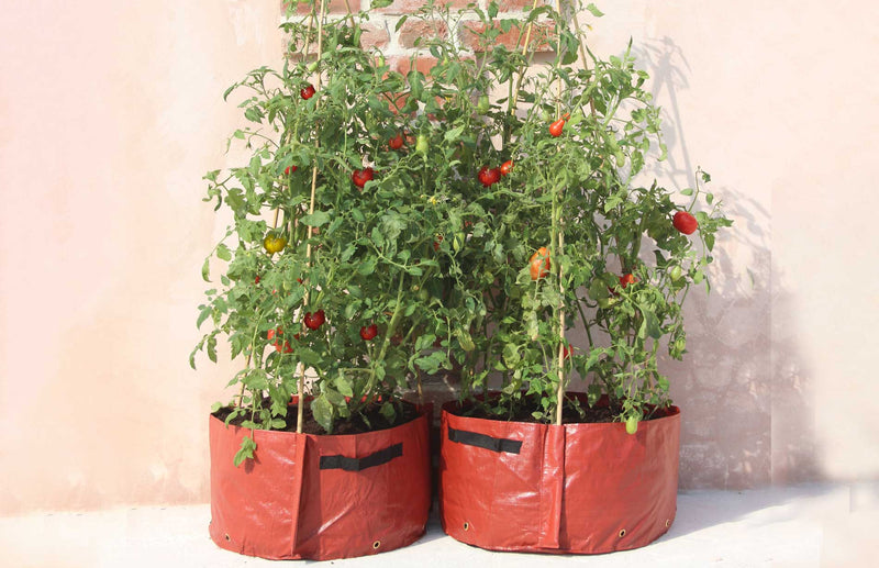 Haxnicks- tomato growing guide- tomato growing information- tomato patio planter climbing