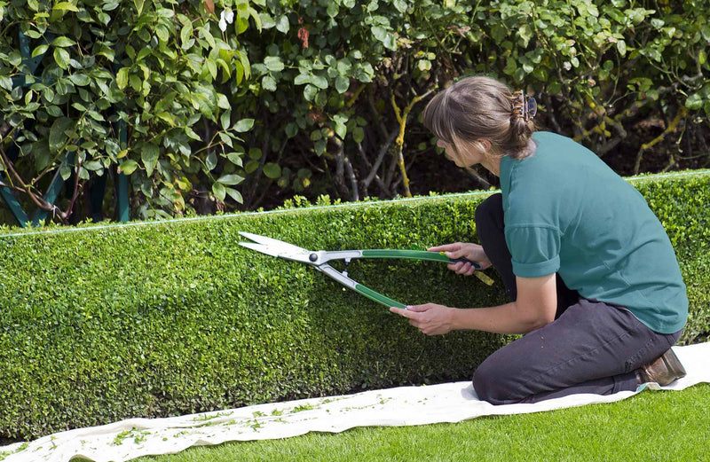 How to Plant a Hedge