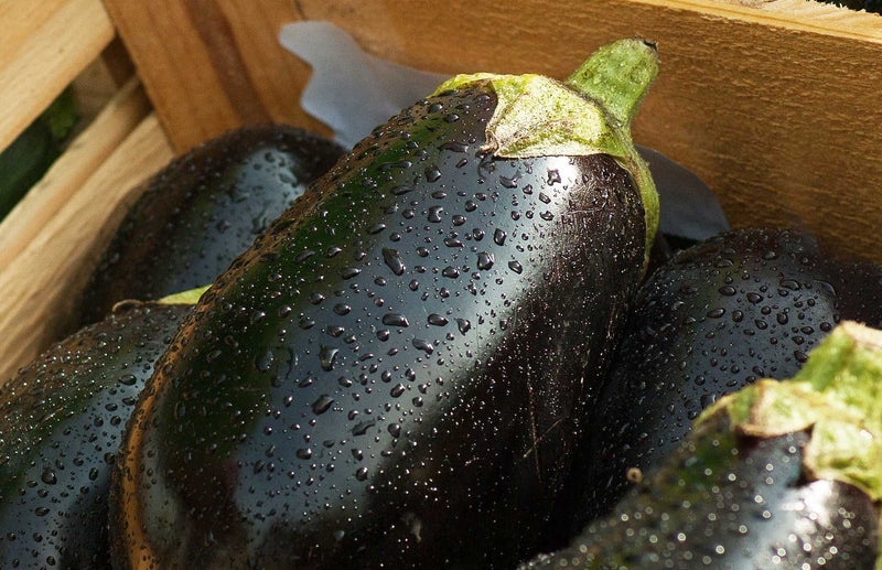 best way to grow eggplant  - find out how to grow aubergine