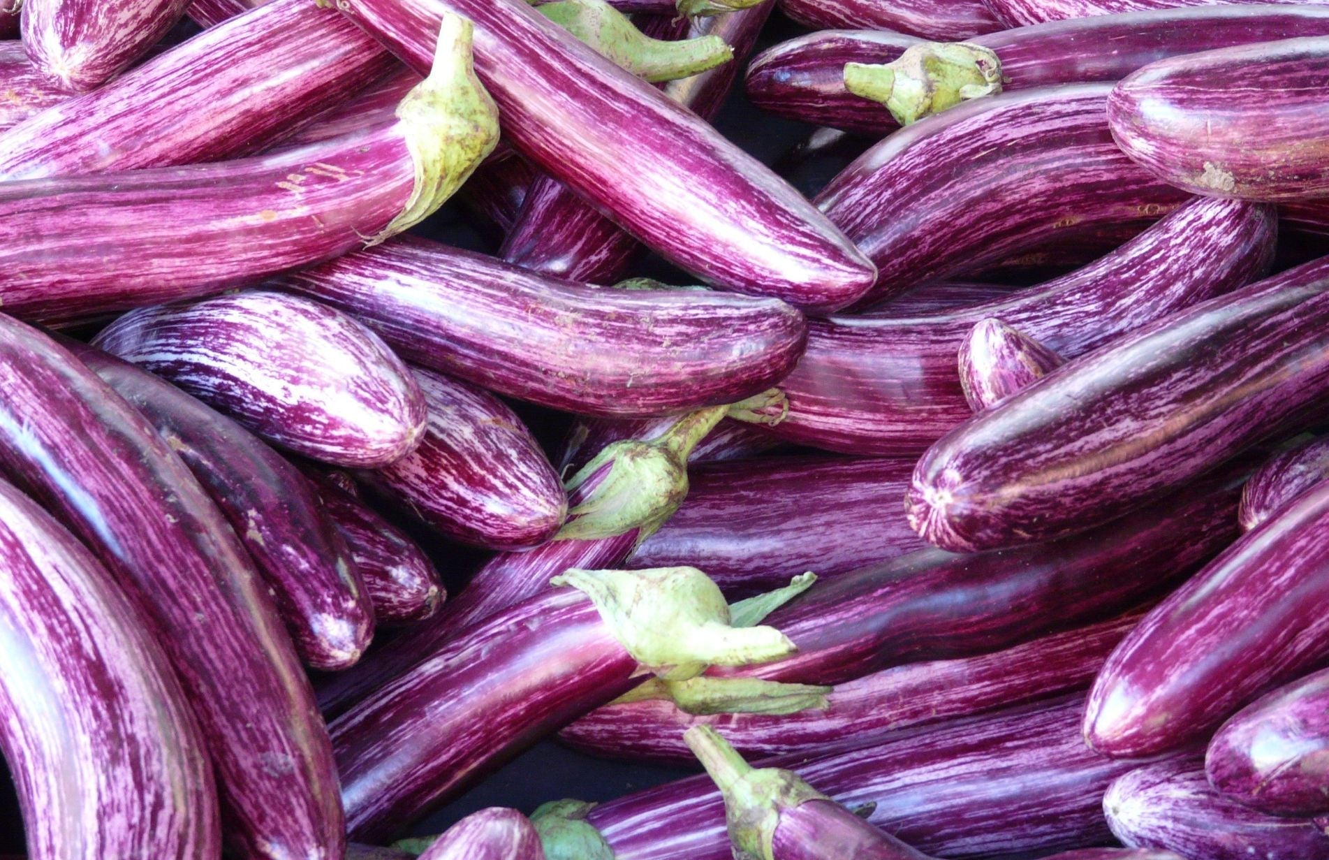 small home grown aubergines filling the frame