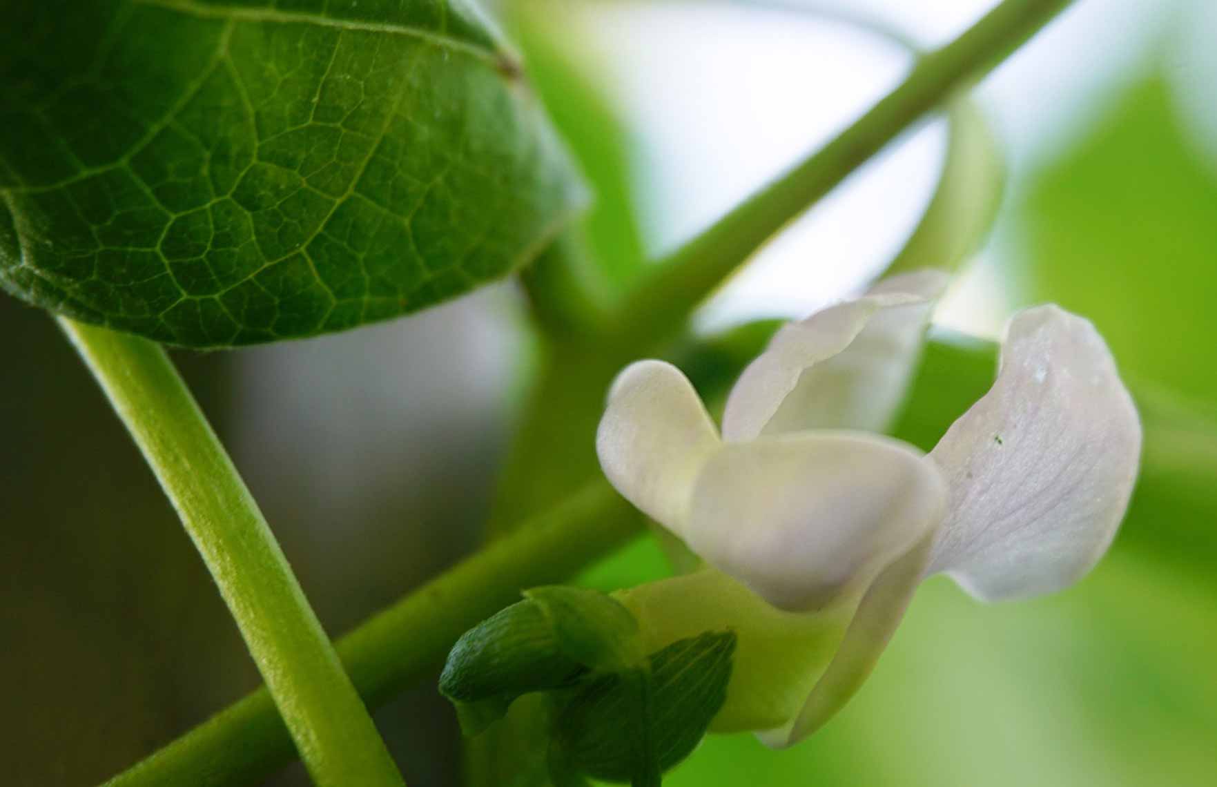 The Ultimate Guide to Growing French Beans in Containers (Dwarf & Climbing)