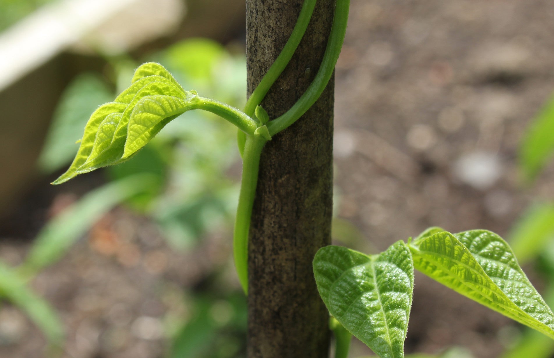 haxnicks- grow at home- growing tips- how to grow green beans