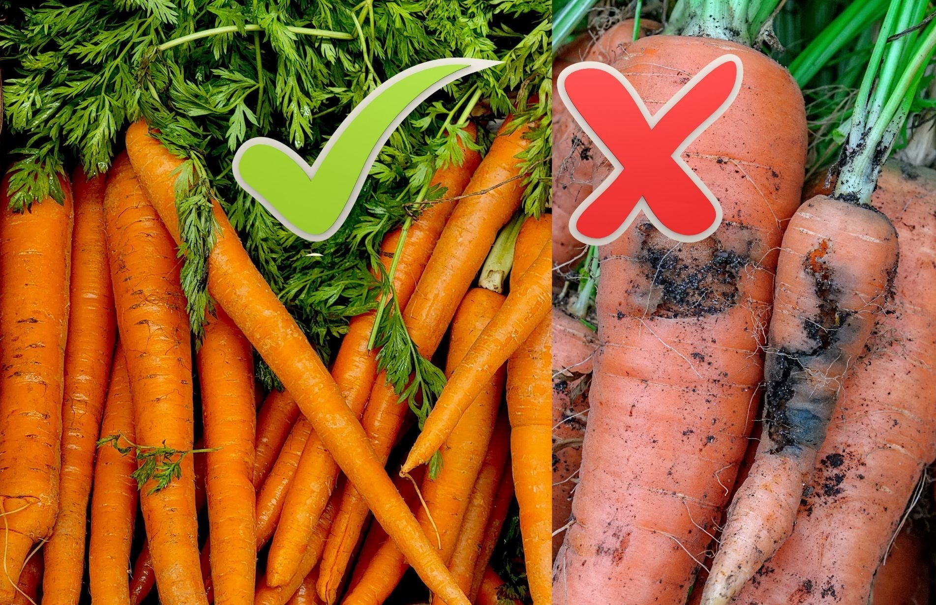 How to Protect Carrots from Carrot Fly