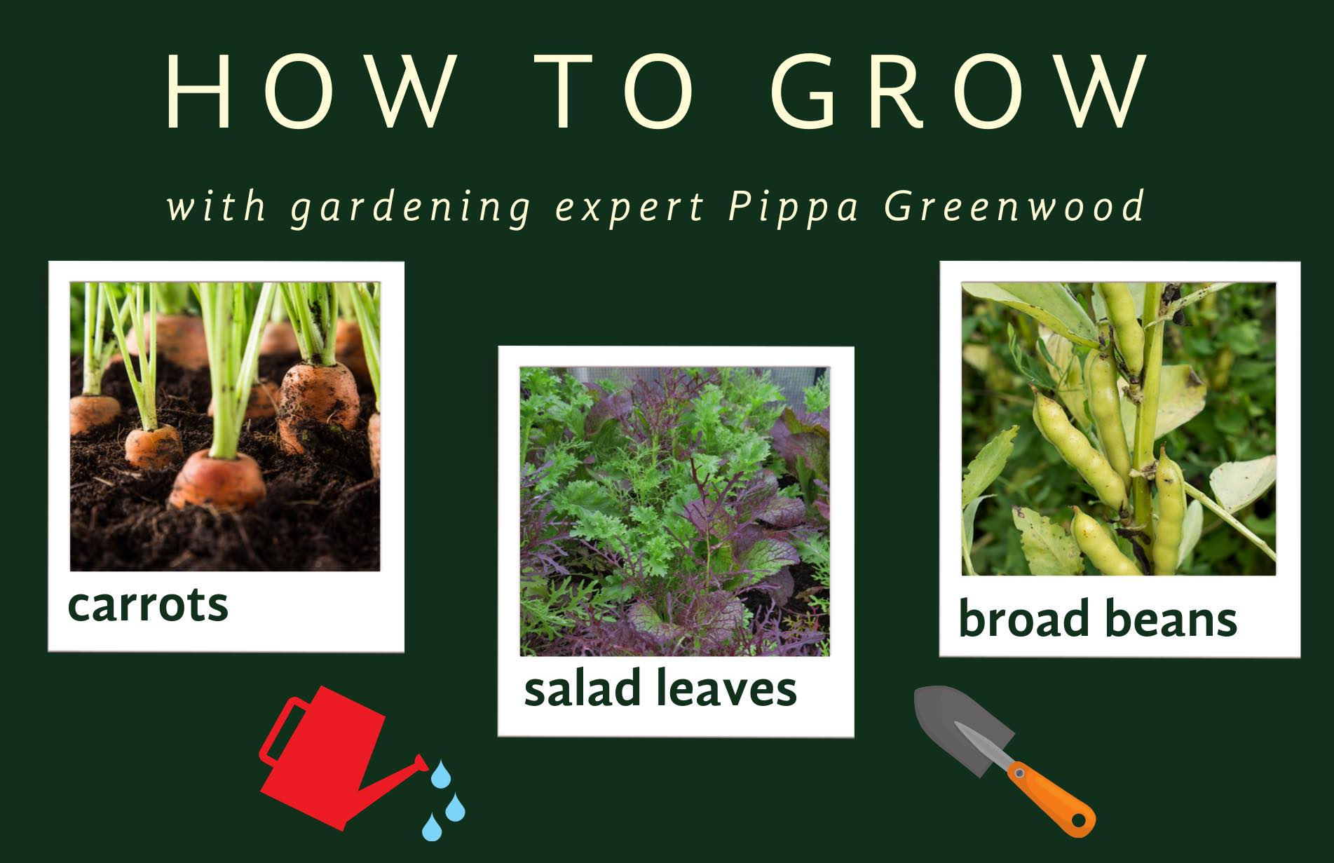 Pippa Greenwood what to plant in January