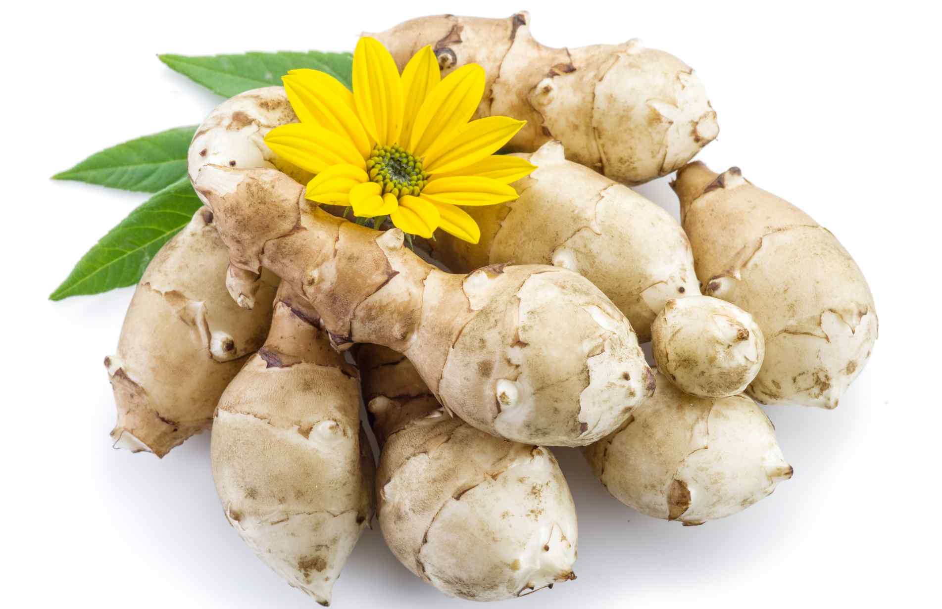 A pile of jerusalem artichokes with a yellow sunflower like jerusalem artichoke flower on top