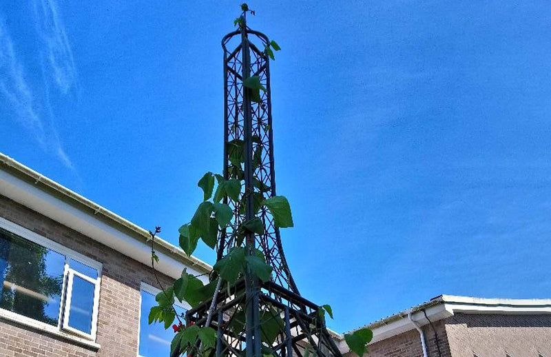 Haxnicks Eiffel Tower ornamental growing frame with beans in School grounds