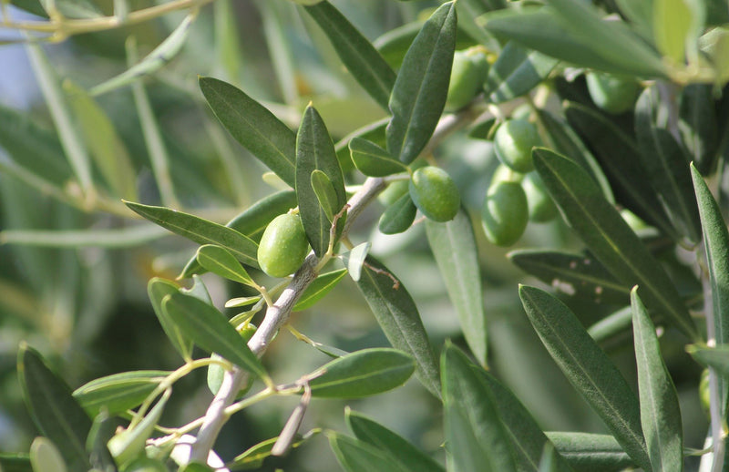 How to care for Olive Trees in pots