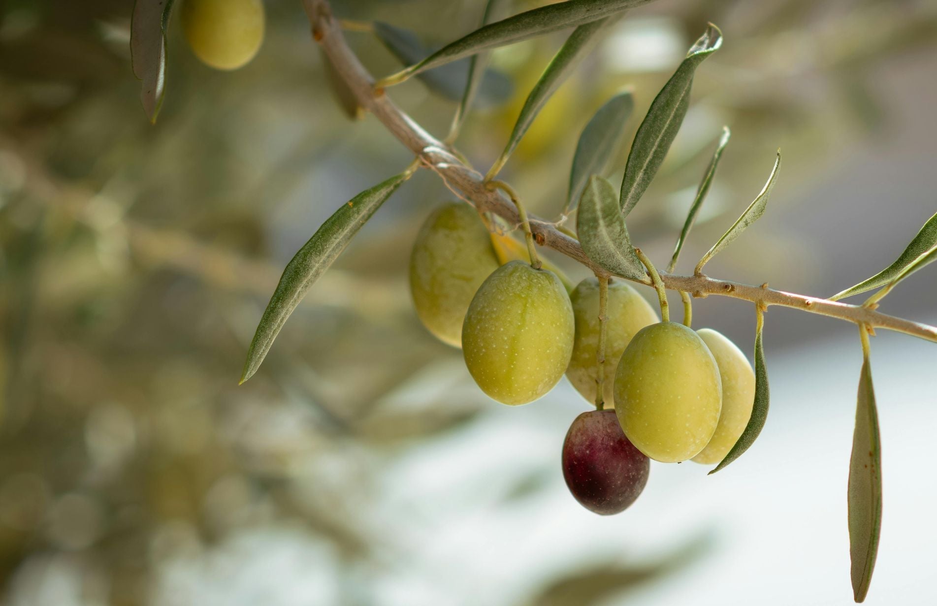 Home grown Olives hanging from olive tree