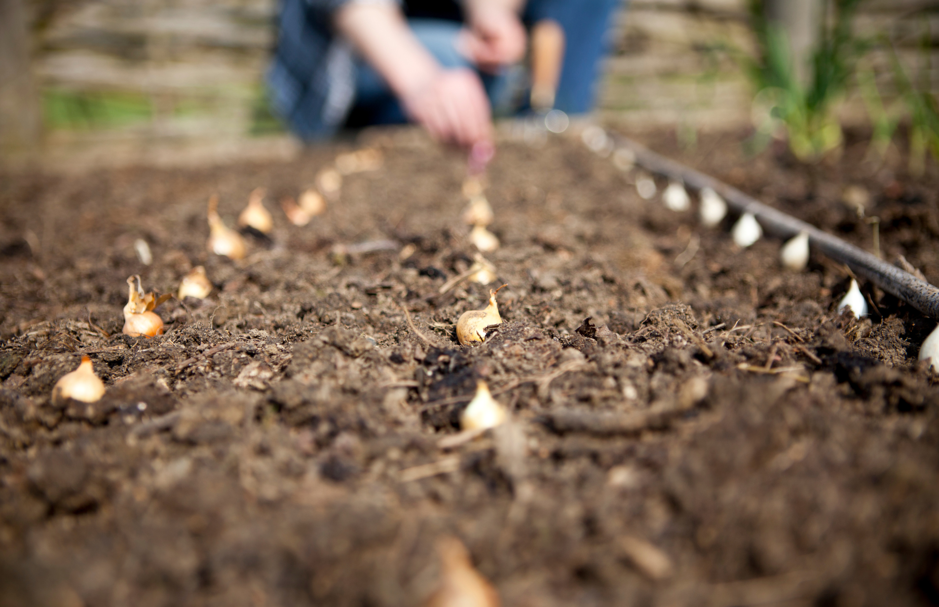 October Planting: Fruit and vegetables to grow in October