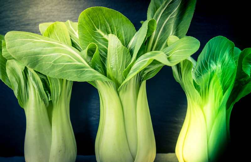 A guide to growing bok choy or pak choi in containers