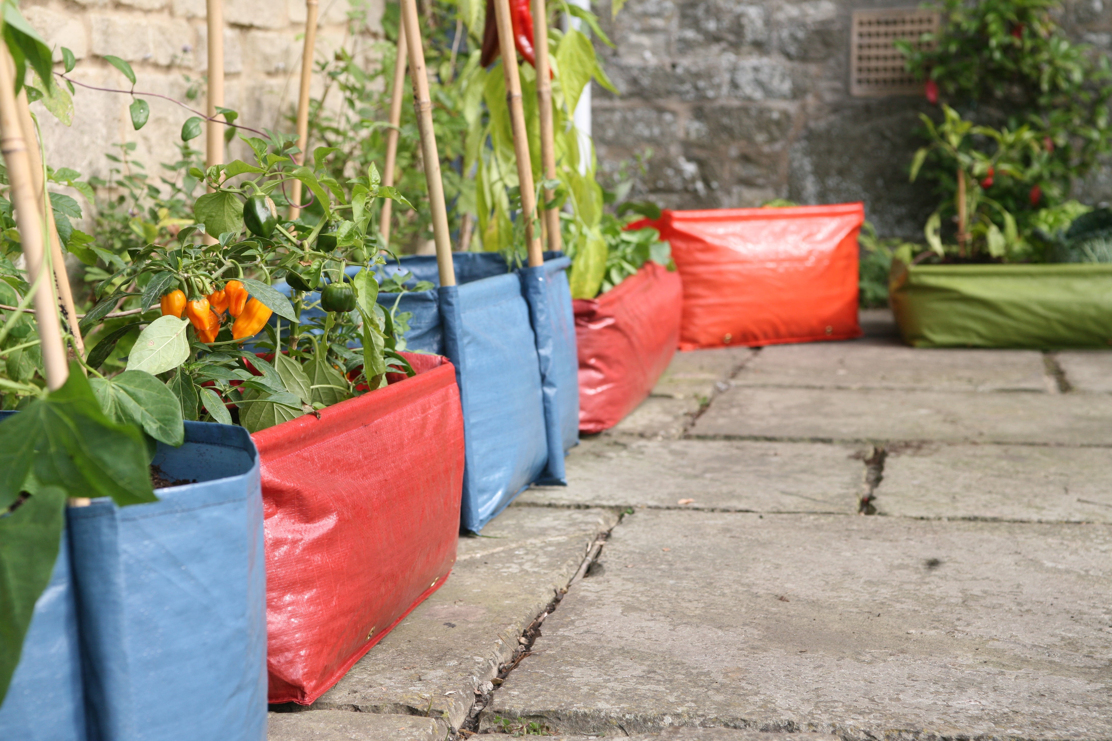 Haxnicks Patio planters pea and bean planter
