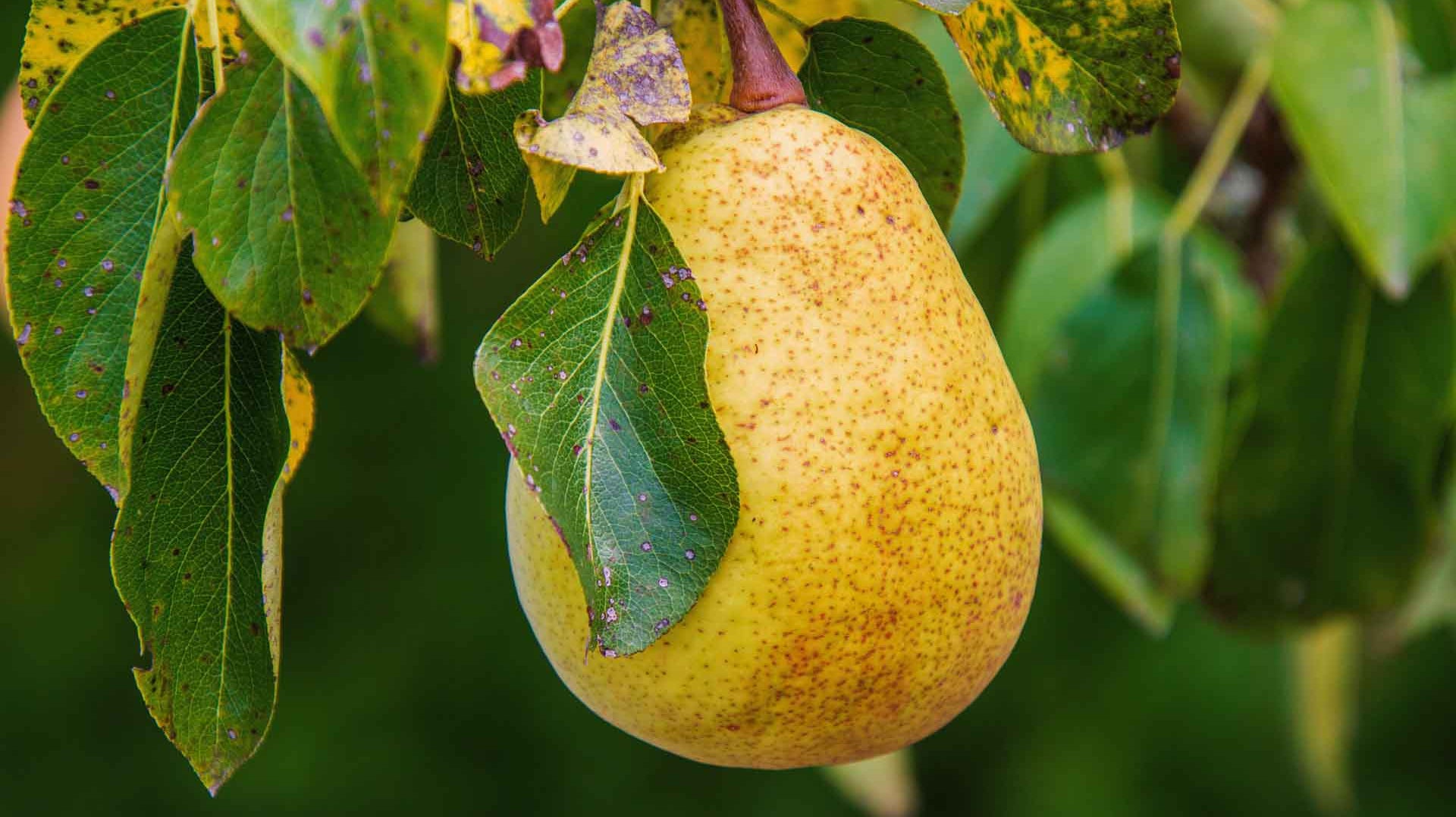 How to grow your own pear tree from seed
