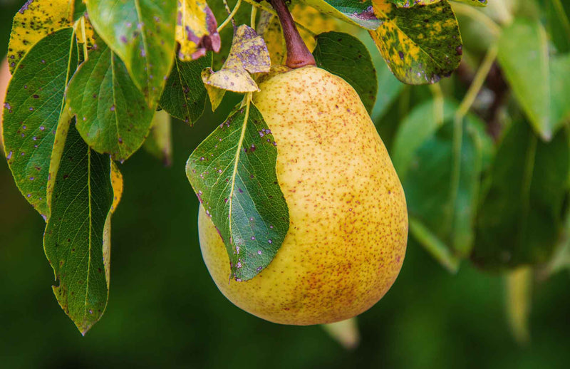 How to grow your own pear tree from seed – Haxnicks