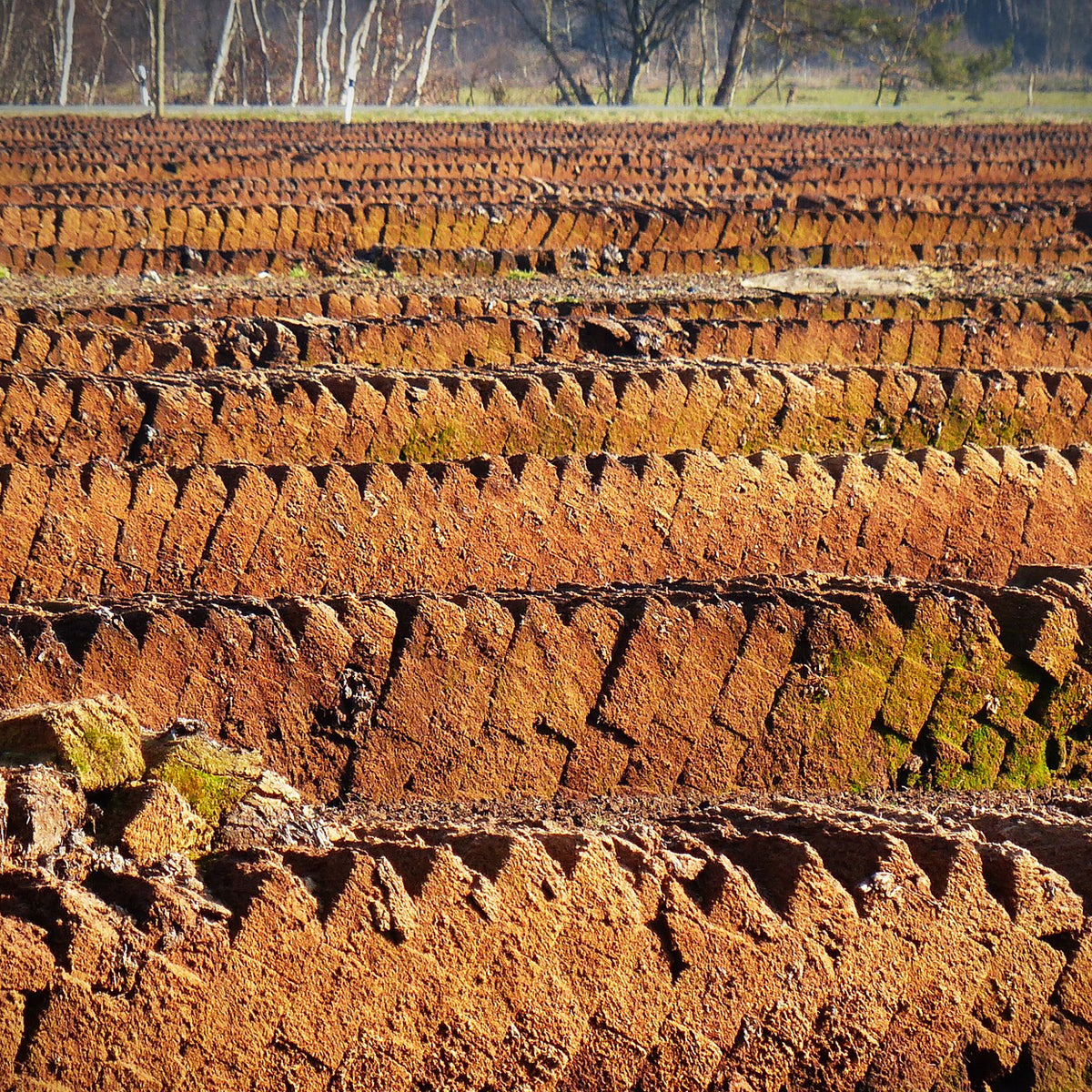 What is Peat & why we need peat free compost Haxnicks