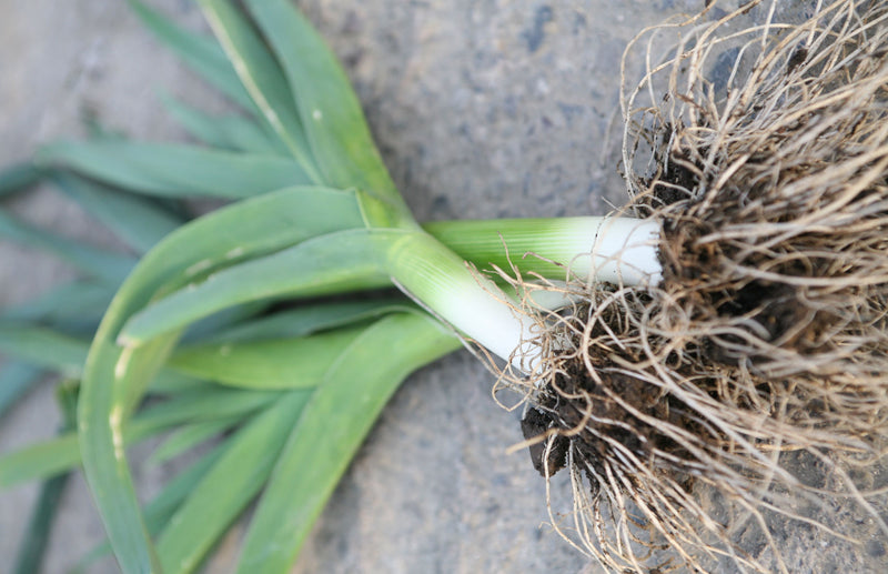 Haxnicks Gardening tips how to avoid and treat leek moth pests