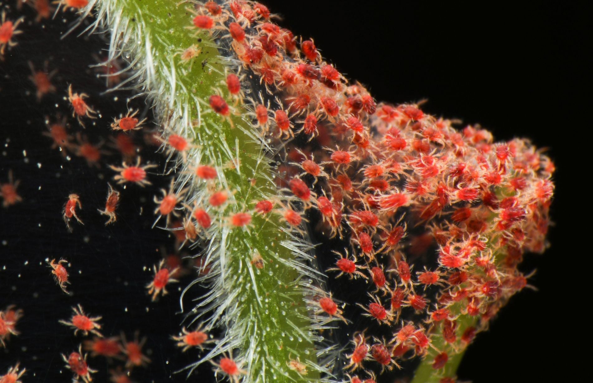 How to prevent and treat red spider mite – Haxnicks
