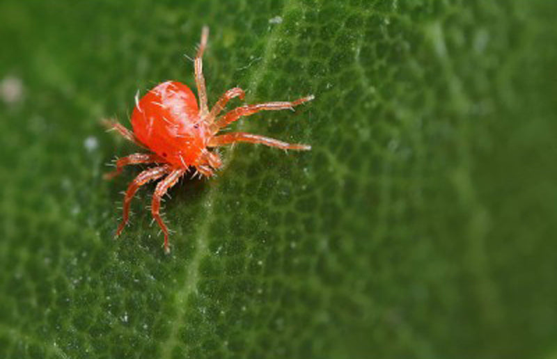 garden pests red spider mite and how to cope with it
