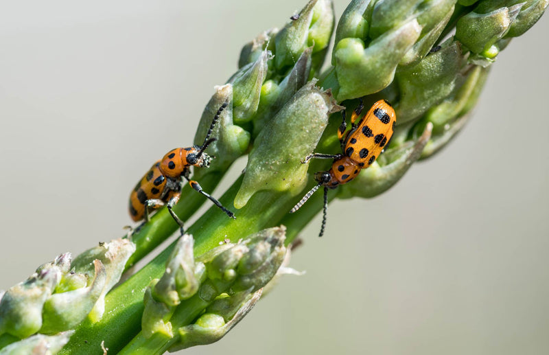 Haxnicks gardening advice pests how to deal with asparagus beetle 