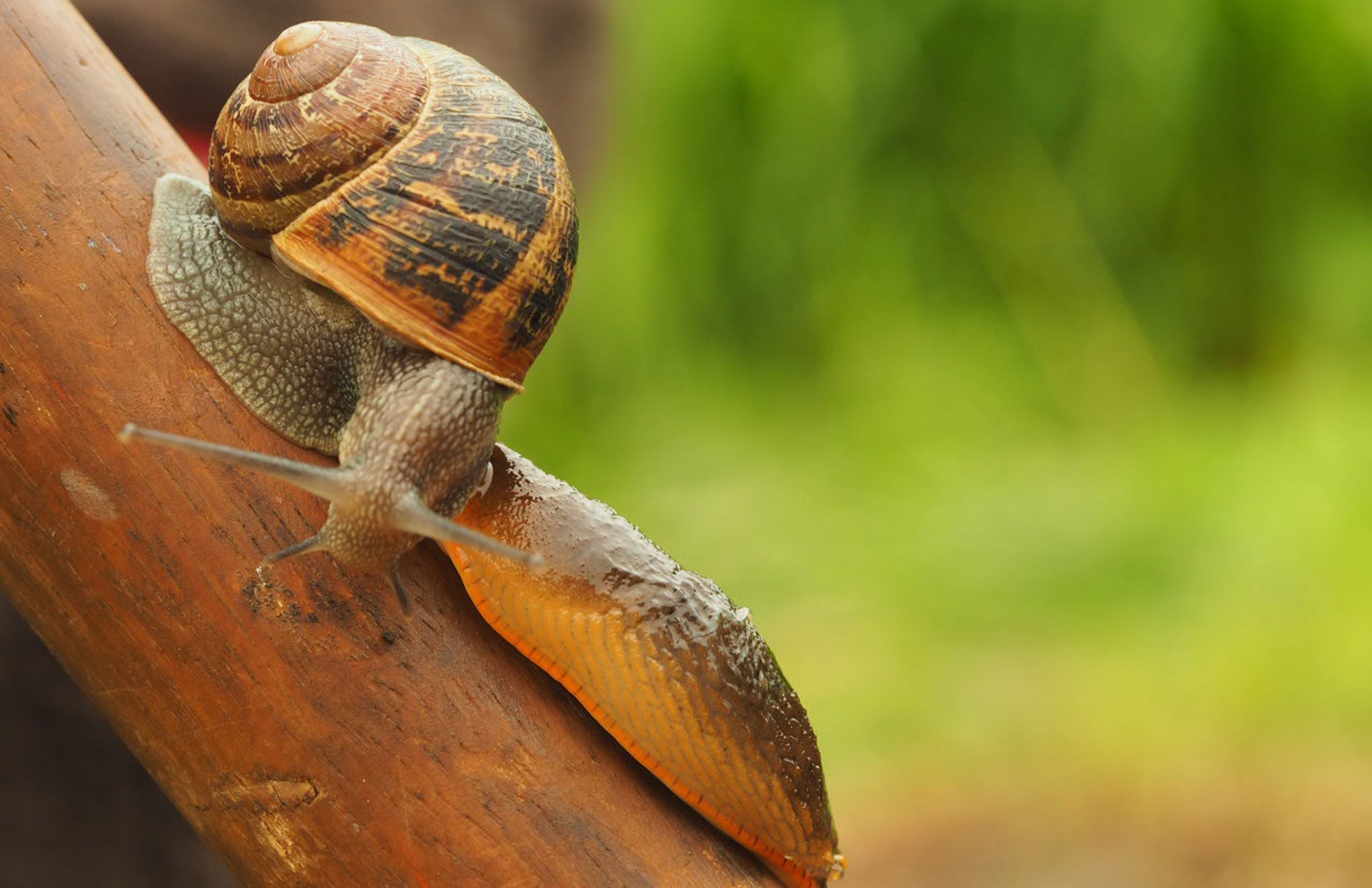 Haxnicks gardening tips how to stop slugs & snails eating plants best way to get rid of