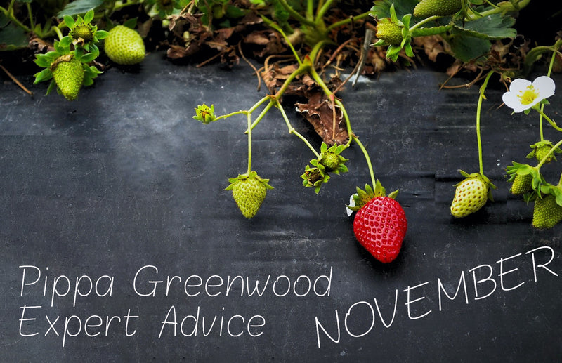 haxnicks- Pippa Greenwood gardening tips for November- what to plant in November