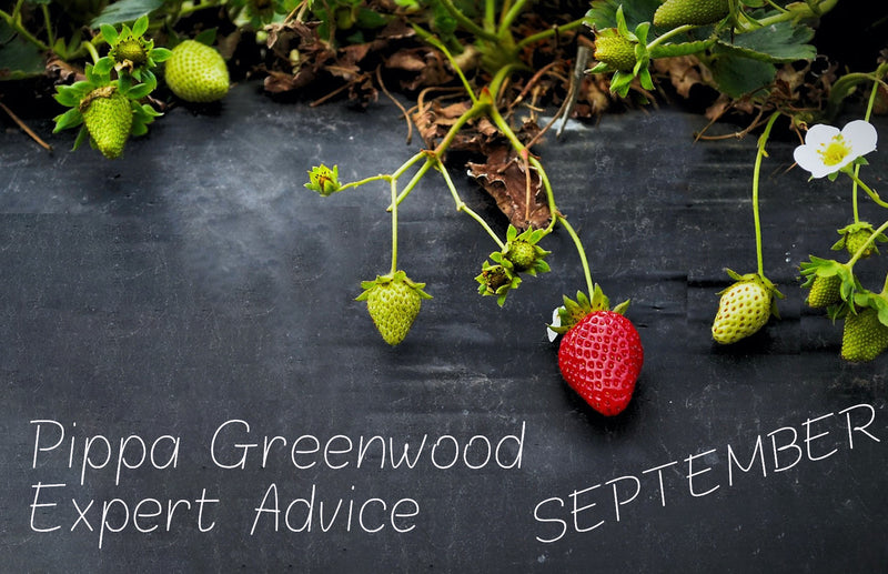 haxnicks- Pippa Greenwood gardening advice- gardening tips for September- expert advice for gardening