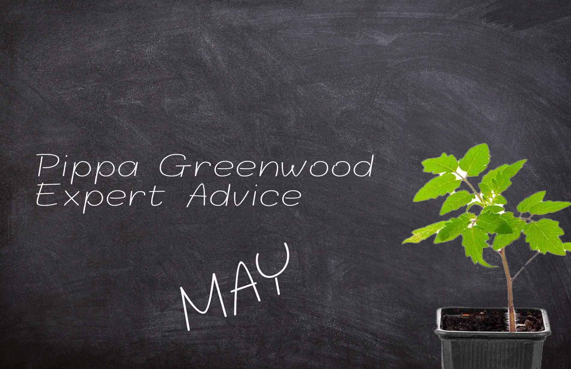 Pippa Greenwood: Haxnicks Tomato Growing tips for May