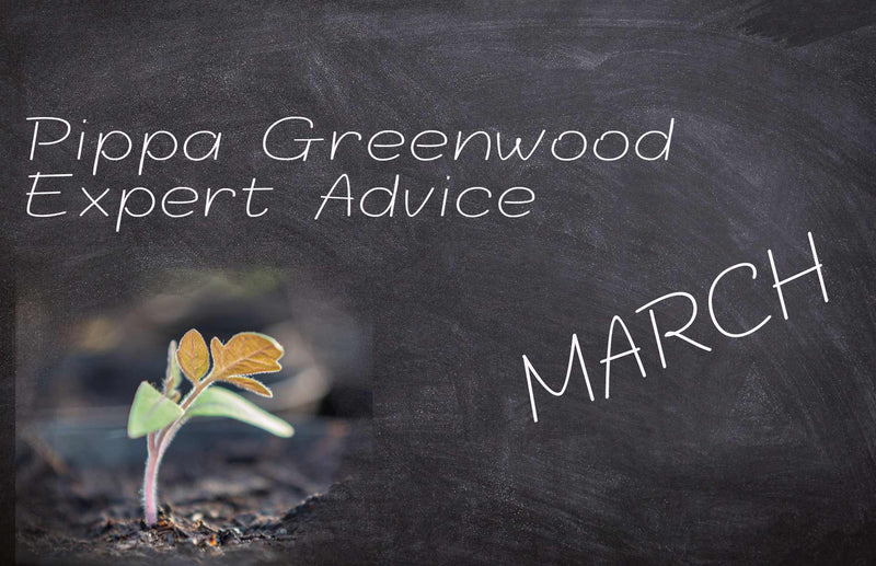 Pippa Greenwood: Haxnicks gardening advice for March
