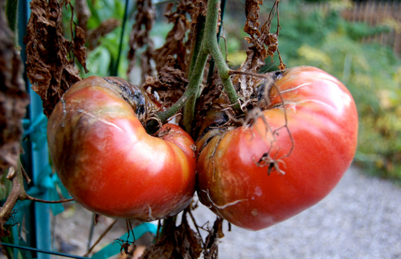 Tomato Blight & how to tell if Sweetcorn is ripe - September gardening tips from Pippa Greenwood