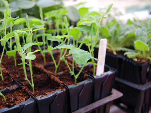 Haxnicks-growing brassicas from seeds- brassica propagation seedlings in Rootrainers 