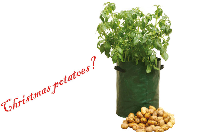 Haxnicks- Christmas potatoes progress- winter crops- potato planter with spuds 