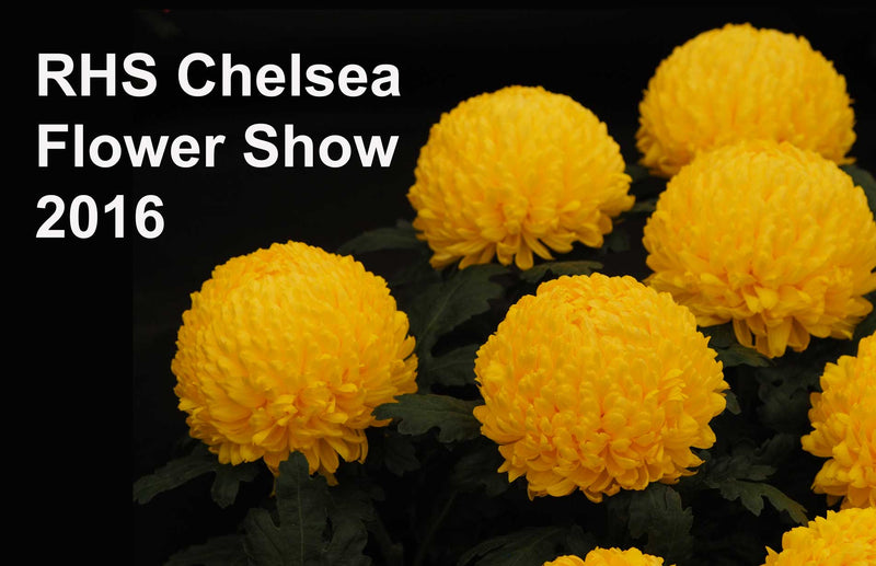 Haxnicks expert gardeners RHS Chelsea Flower Show 2016