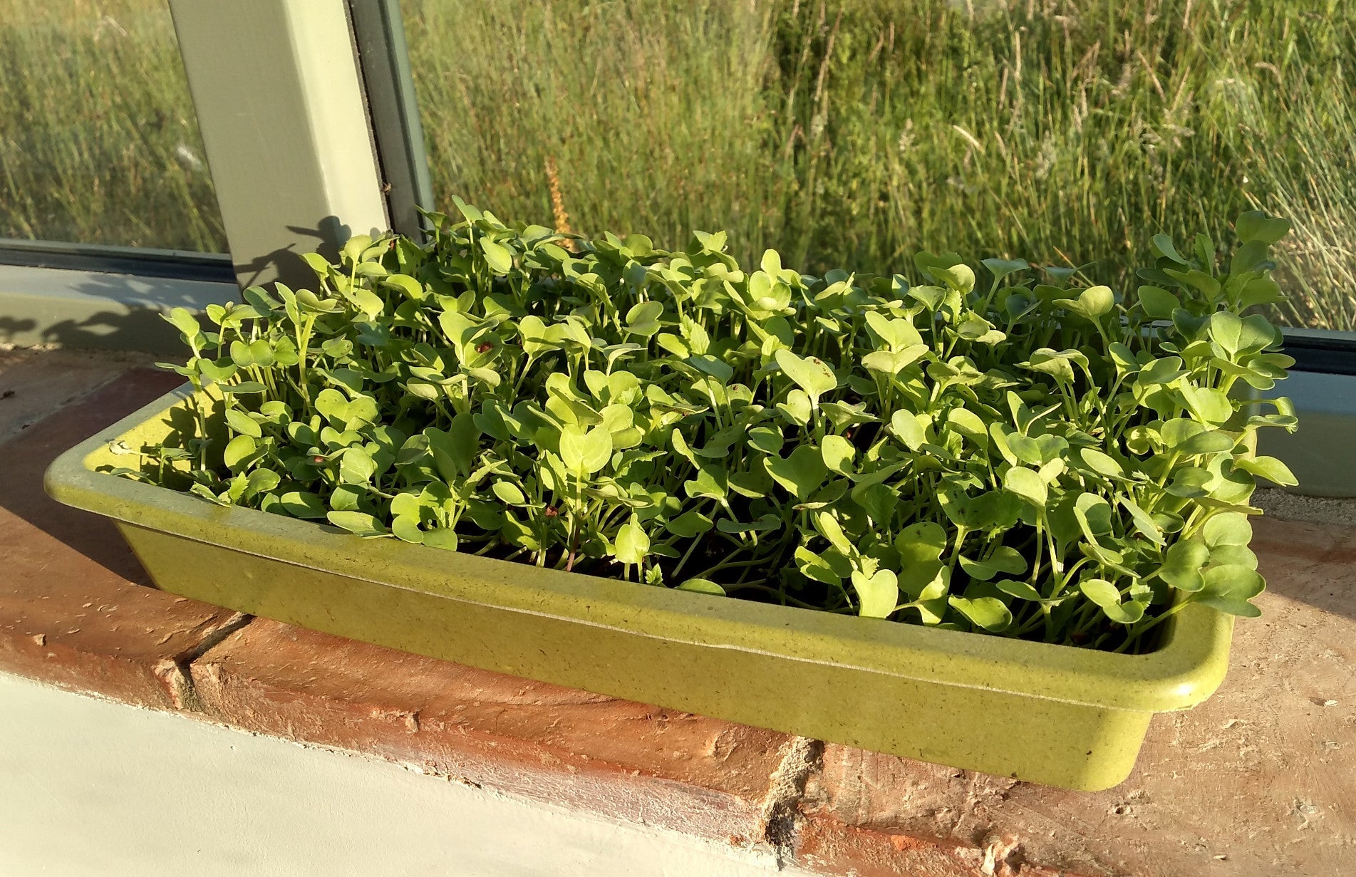 haxnicks- bamboo seed tray- sustainable seed tray- sustainable gardening- compostable seed tray/planter- eco friendly