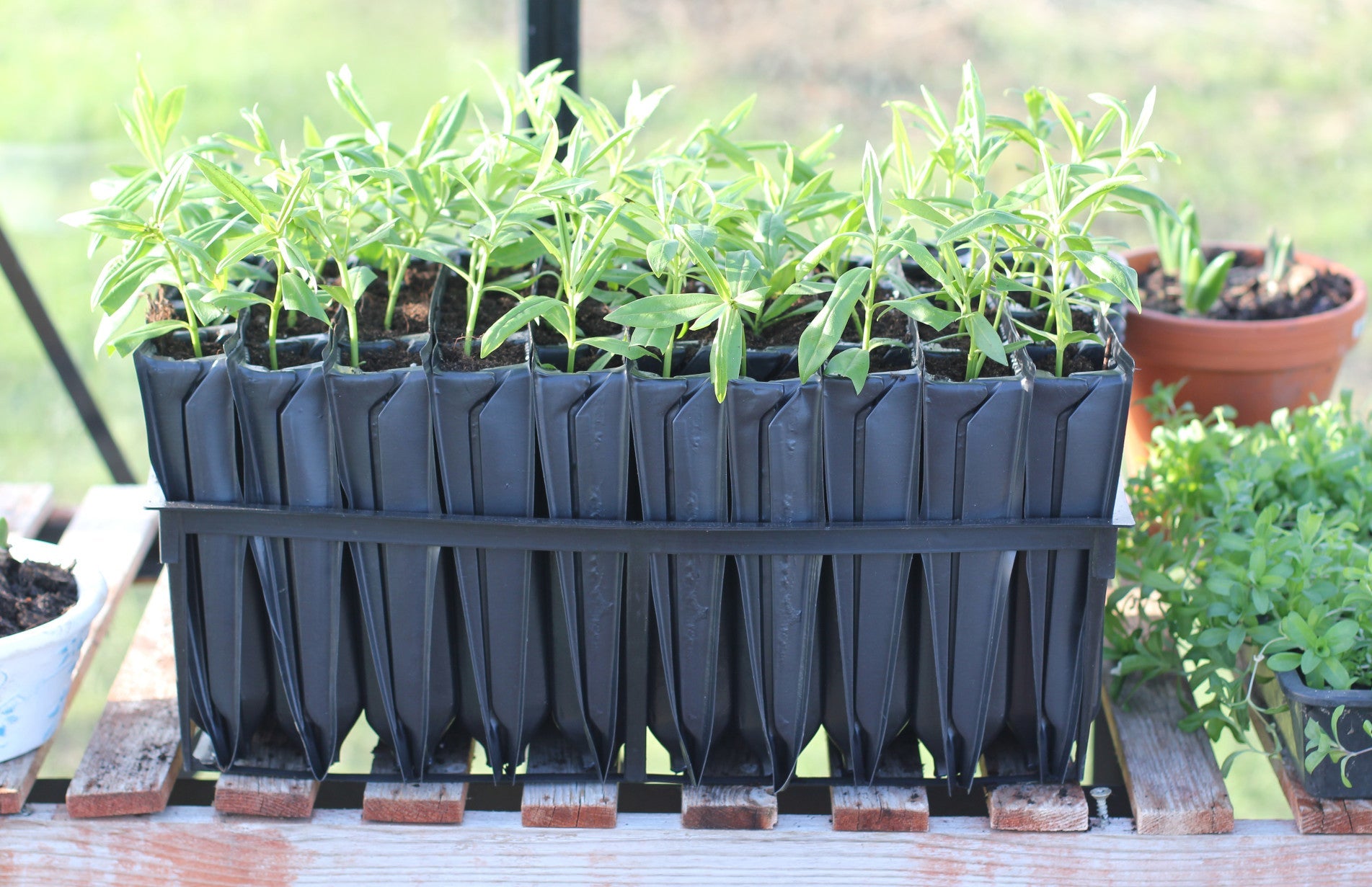 Haxnicks- maxi Rootrainers- easy tree planting- straight roots