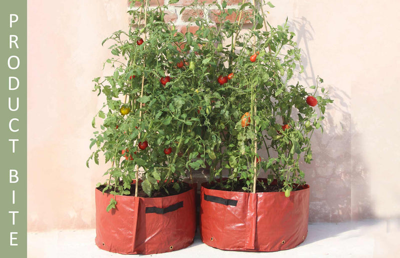 Haxnicks Tomato patio Planters against a wall