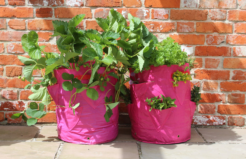 haxnicks strawberry and herb planter- patio planter-urban/city gardening- how to grow strawberries/herbs