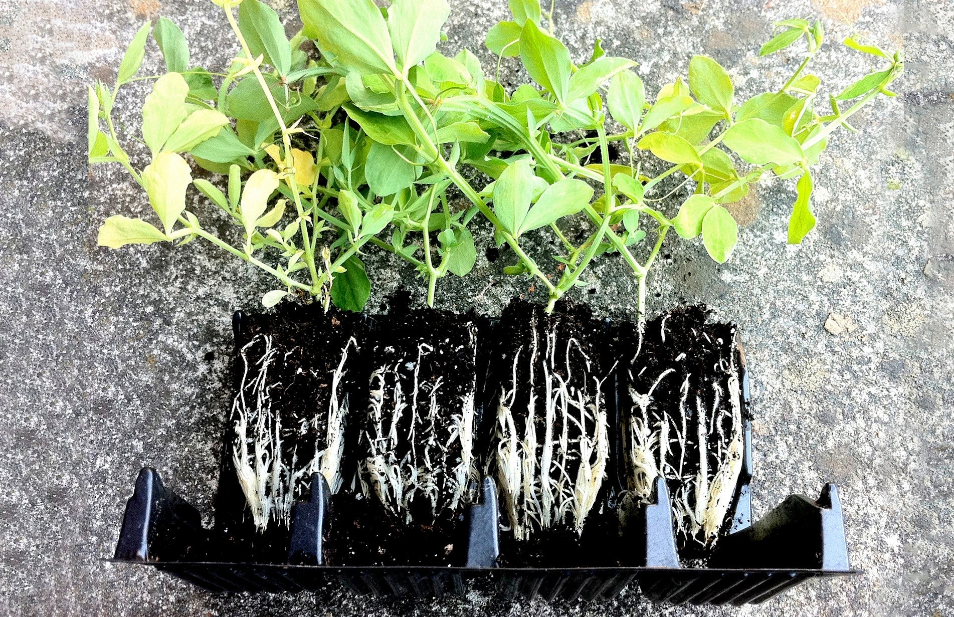 Haxnicks - rapid Rootrainers- compact rapid Rootrainers - how to grow straight roots- seedlings planters