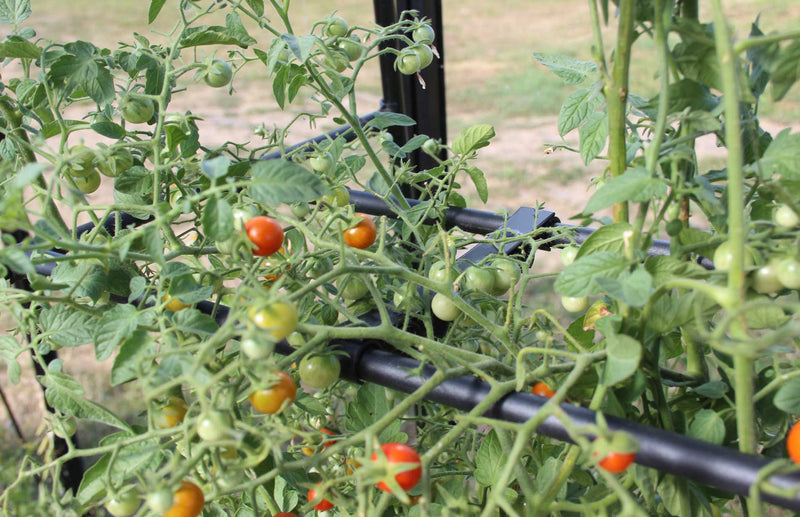 Tomato crop booster - the best way to grow tomatoes and grow bigger better tomatoes